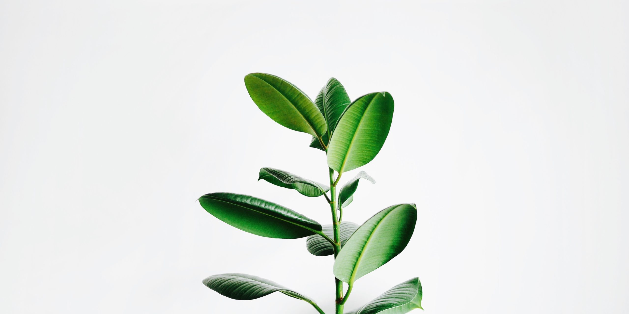 growth-hacking-doesnt-grow-on-trees Business Growth, doesn't grow on trees even with Growth Hacking